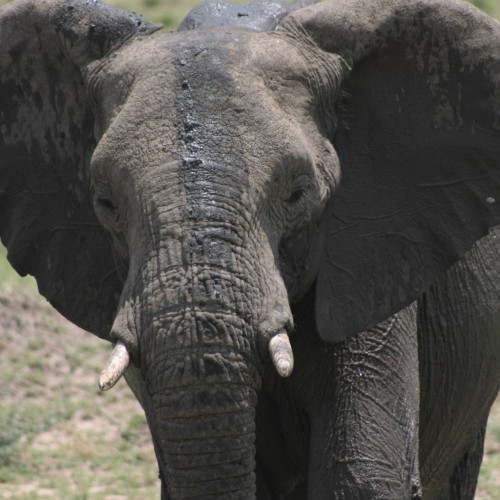 elefante africano