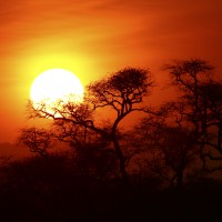 Tanzania safari