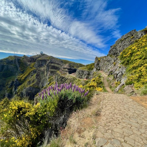 pico ruivo-madeira