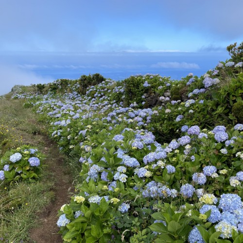 Flores-ortensie 2