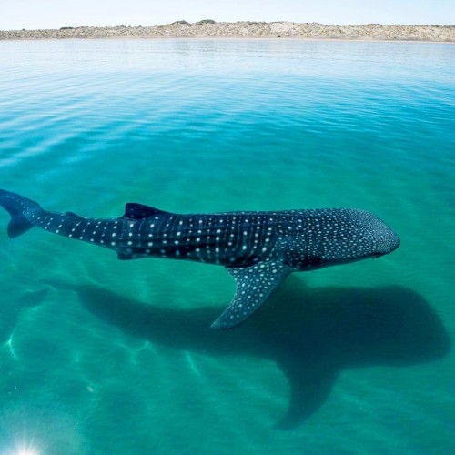Baja california squalo balena