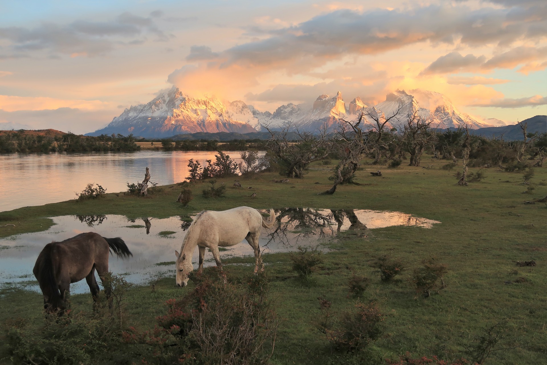 Patagonia