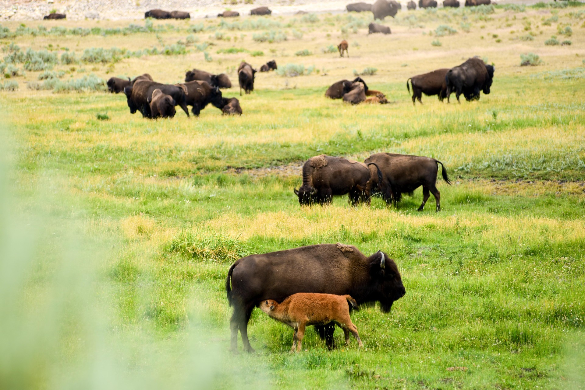 Yellowstone