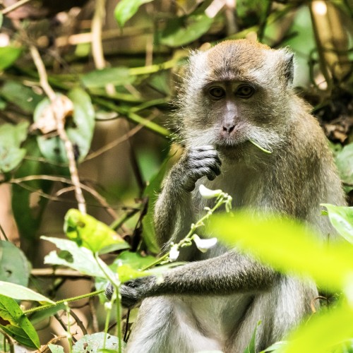 Khao Sok