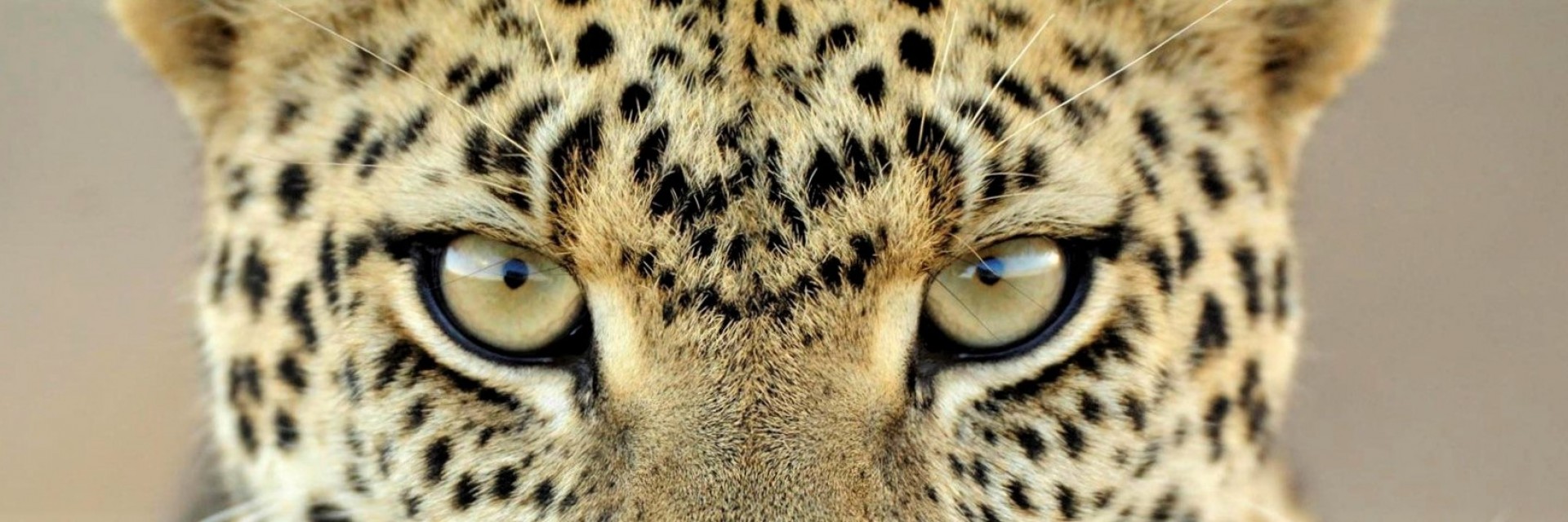 leopardo