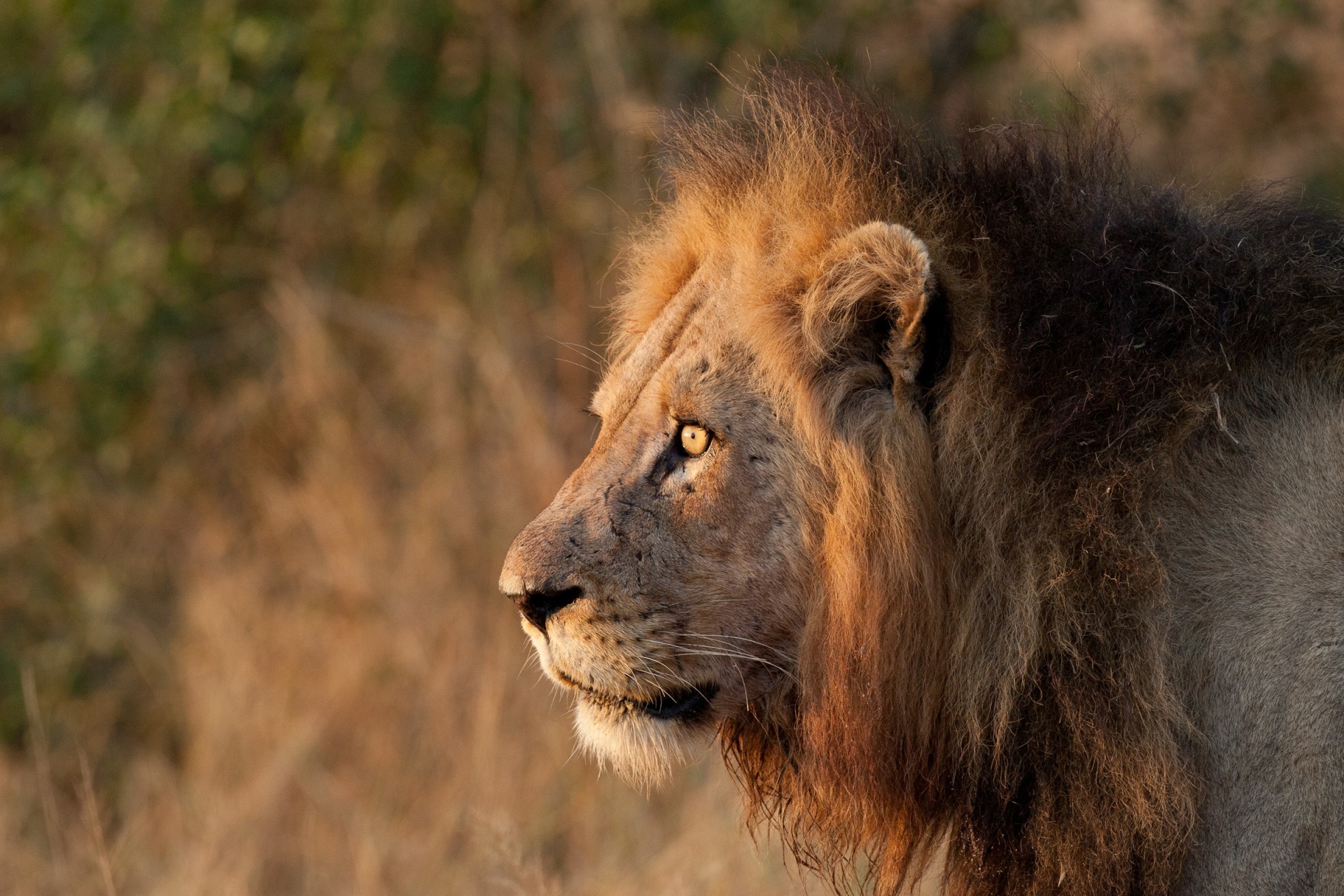 Kruger