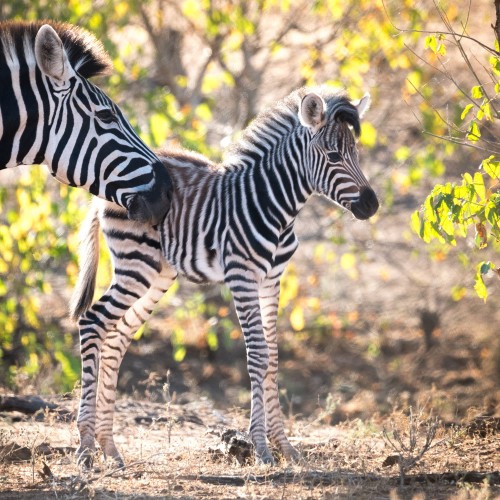 Kruger