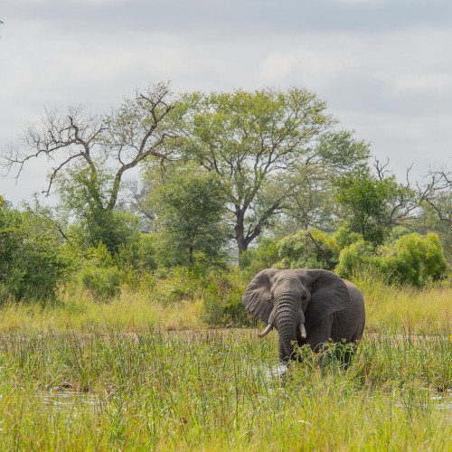 Kruger