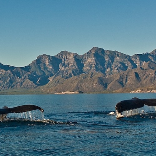 Baja california megattere