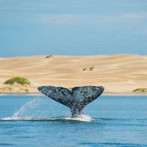 Baja california balene grigie 2