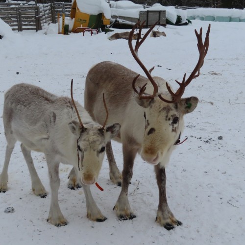 Kuusamo