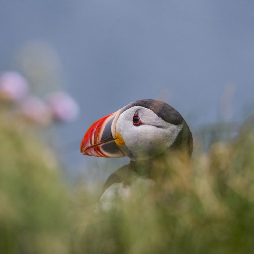 Latrajarg puffin