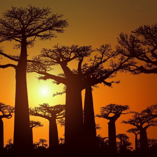 Madagascar Baobab
