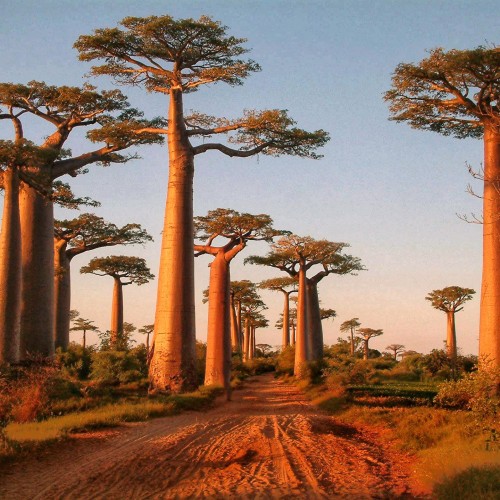 Madagascar