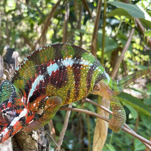 Marojeji