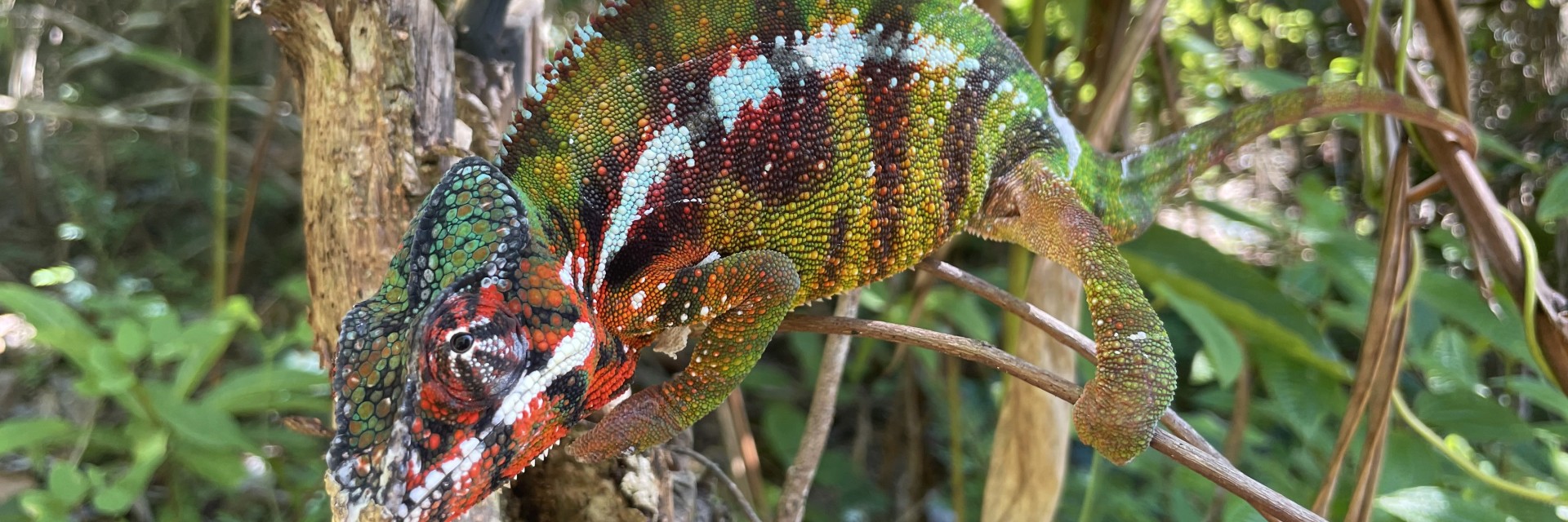 Marojeji