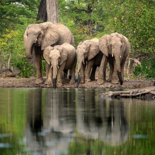 Mvuu Wildlife