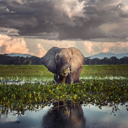 Mvuu Wildlife