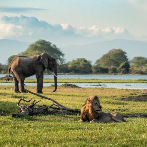 Mvuu Wildlife