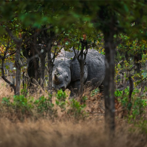 Mvuu Wildlife