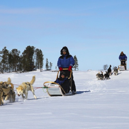 sleddog