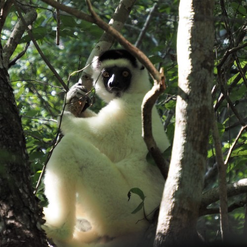 Sifaka