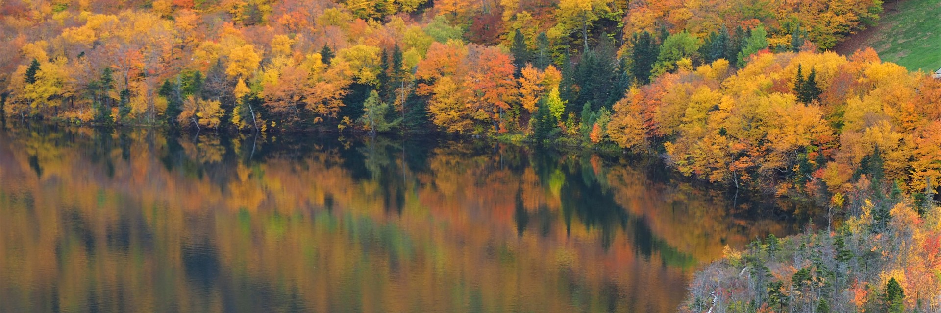 Foliage East USA