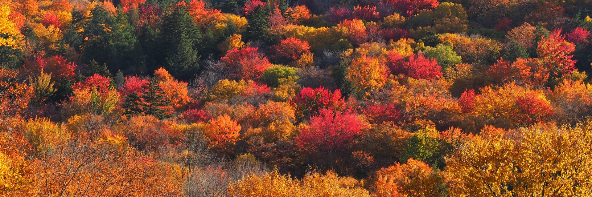 Foliage East USA