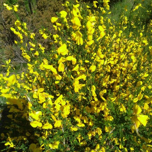 Appennino generico Ginestre 