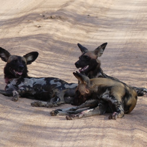 Ruaha National Park