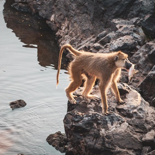 Ruaha 