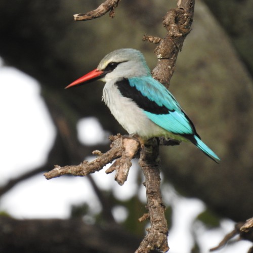 Ruaha 
