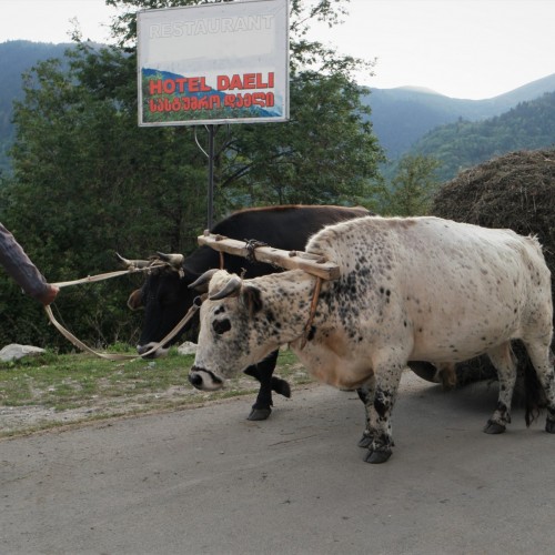 Georgia Caucaso