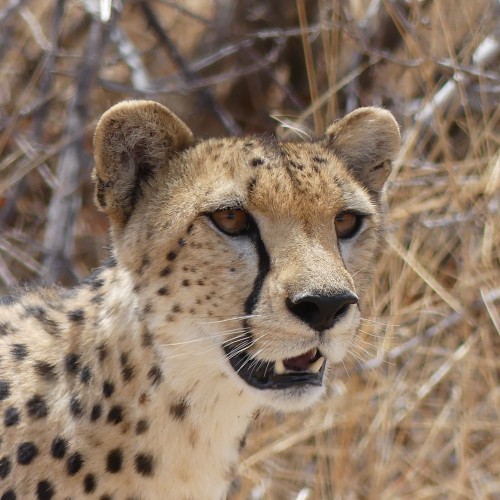 Ruaha 