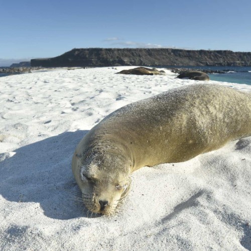 Galapagos