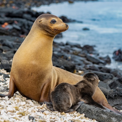 galapagos