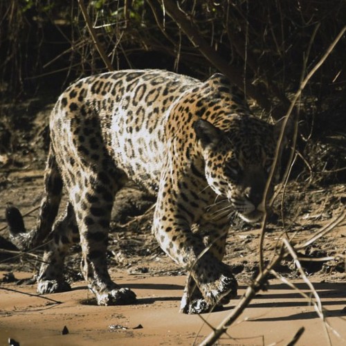 pantanal