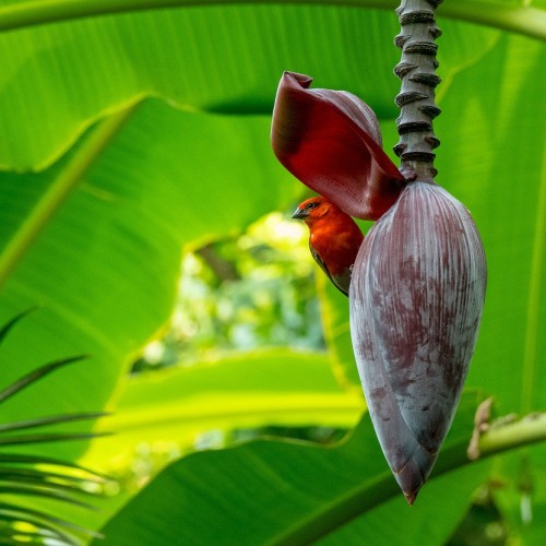 Seychelles