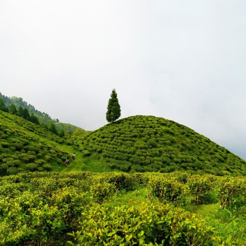 SIkkim