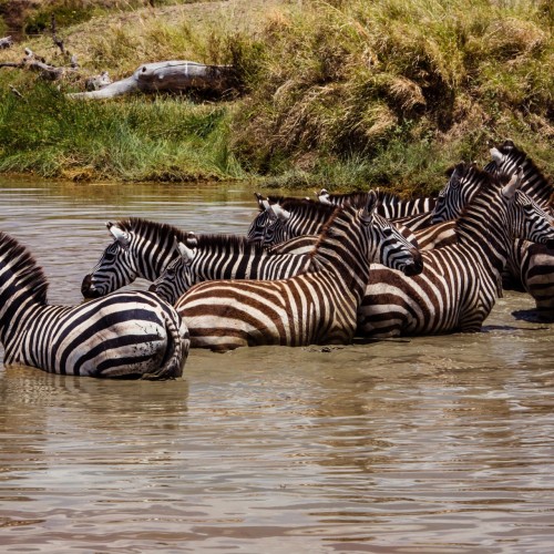 zebre