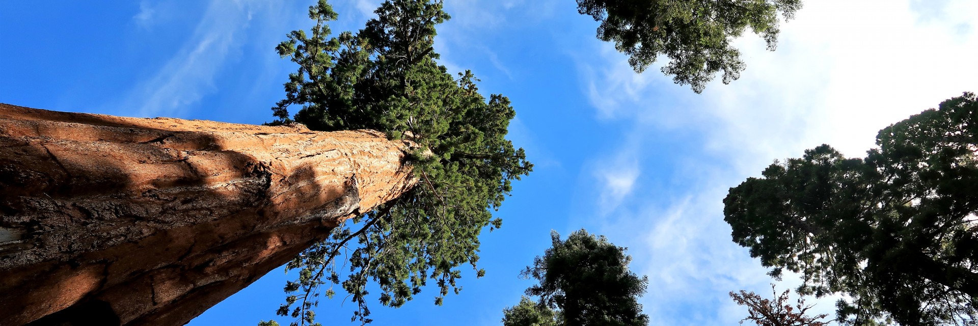 Sequoia