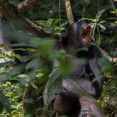Uganda