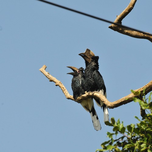 Uganda