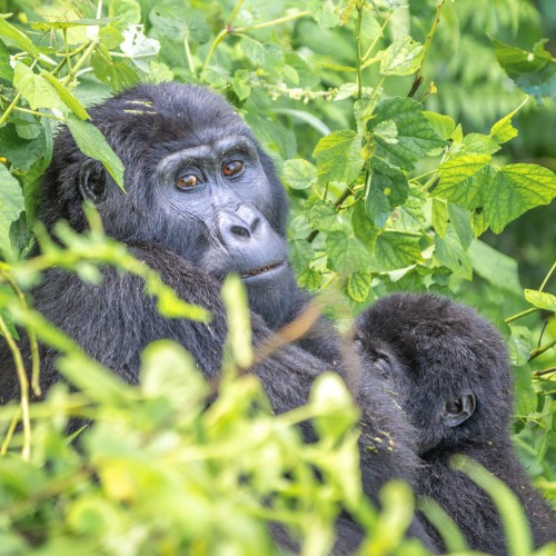 Uganda