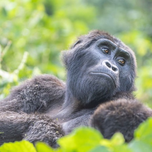 Uganda