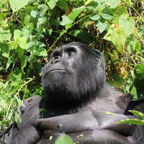 Gorilla Uganda