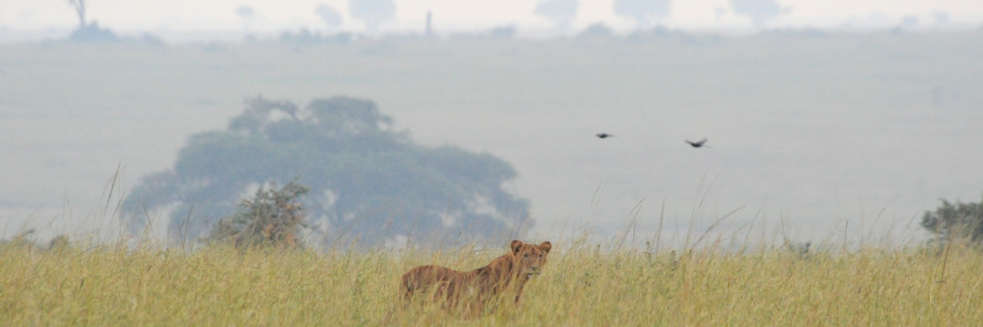 Uganda