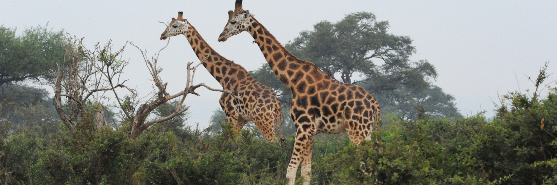 Uganda