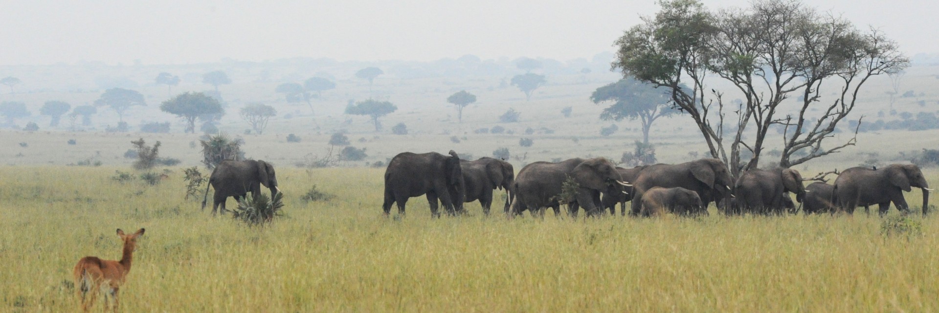 Uganda