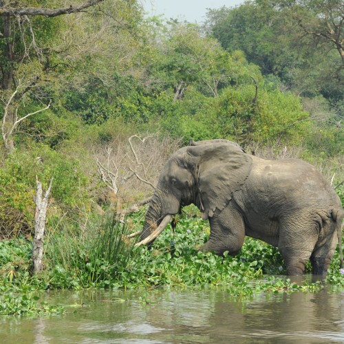 Uganda